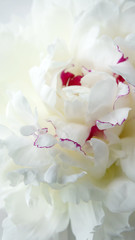 Fototapeta na wymiar White peony flower close-up