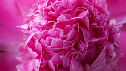 Red peony flower close-up