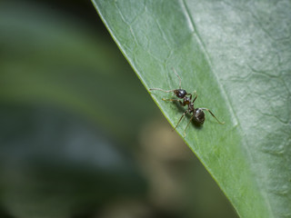Ant on a leaf