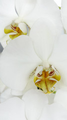 White orchid flower close-up
