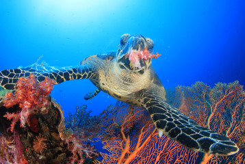 Fototapeta premium Hawksbill Sea Turtle