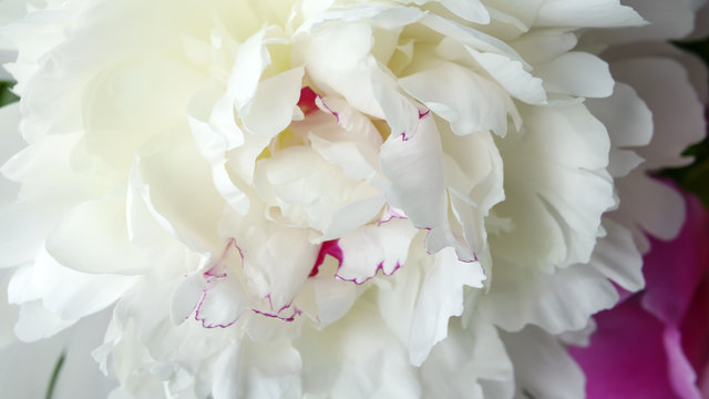 White peony flower close-up