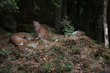 Lynx on the rock in Bayerischer Wald National Park, Germany