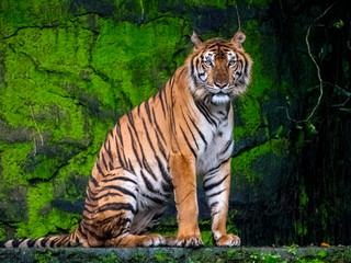 Beautiful Bengal tiger, queen tiger in forest show action nature.