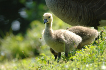 Wildgänase und frisch geschlüpfte Gänsebabies