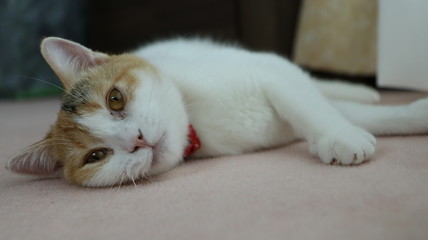 見つめる猫