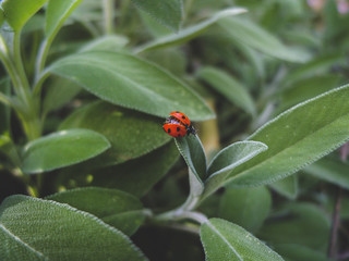 Small Ladybug on green sage leaves 