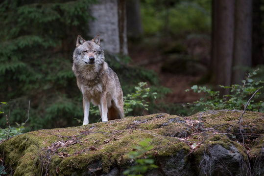 Wolf is standing on the rock in Bayerischer Wald National Park, Germany