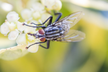 Graue Fleischfliege auf Blüte 2