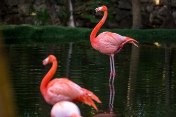 Red and pink flamingos in a pond