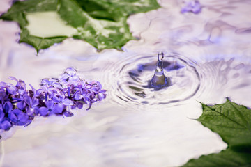 Naklejka na ściany i meble Lilac flowers under the drops of the rain