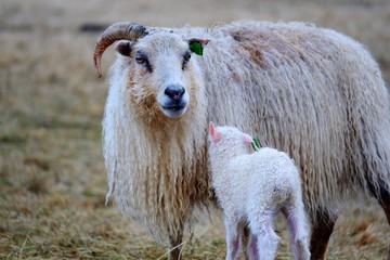 iceland mother sheep 