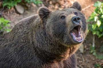 Brown bear portrait in Bayerischer Wald National Park, Germany