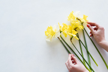 flower composition. florist creating a yellow narcissus bouquet on white background. copyspace concept