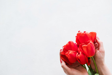 red tulips on white background. flora botany and spring. hands holding beautiful flower bouquet on mothers or womens day. free space concept.