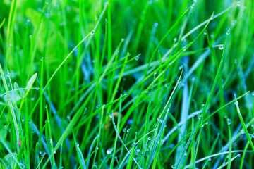 Fresh morning dew on spring grass. selective focus