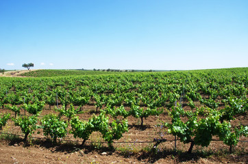 Fototapeta na wymiar vineyard plantation, Alentejo, south of Portugal