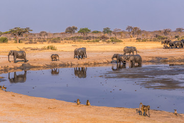 Obraz premium Elephants and baboons gather around a shrinking waterhole during a drought in Hwange National Park, Zimbabwe, September 9, 2016.