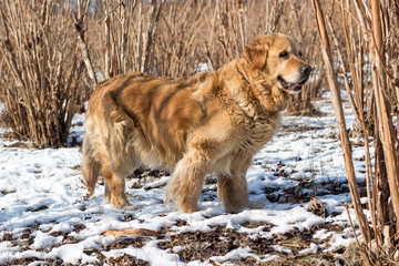 golden retriever dog on snow