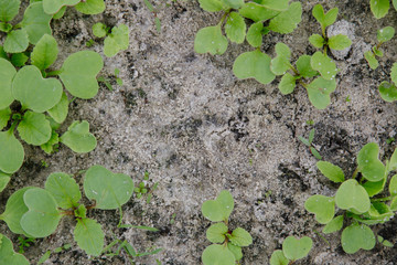 Background of plants growing in the sand