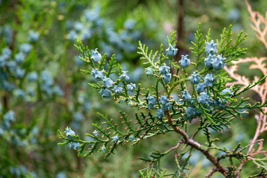 blossoming of a tree a spruce, cones