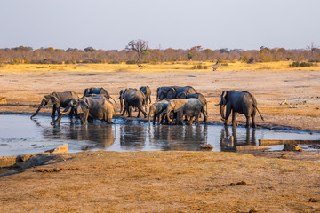 Elephants gather by one of the remaining waterholes during a drought in Hwange National Park, zimbabwe. September 9. 2016. - obrazy, fototapety, plakaty