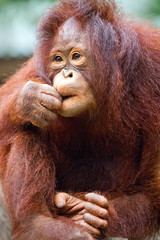 Orangutang cute.