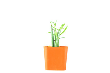 Mini Cactus pot isolated on white background