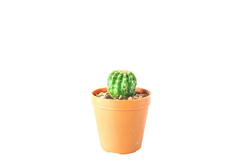 Mini Cactus pot isolated on white background