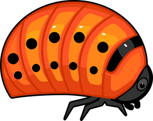 Red larva of colorado potato beetle on white background