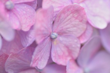 Macro texture of purple hydrangea flowers with water droplets