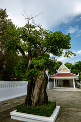 Fototapeta premium Wat Makutkasatriyaram, beautiful temple view to skyline in Bangkok Thailand