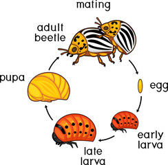 Life cycle of Colorado potato beetle or Leptinotarsa decemlineata. Sequence of stages of development from egg to adult insect