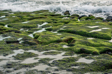 Moss-covered rocks on the beach