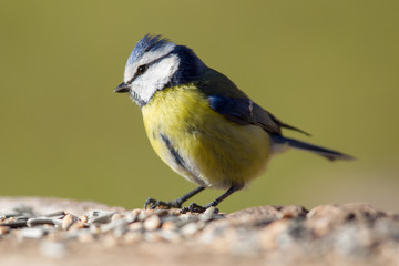 Blaumeise (Cyanistes caeruleus) im Naturschutzgebiet Mönchbruch bei Frankfurt, Deutschland.