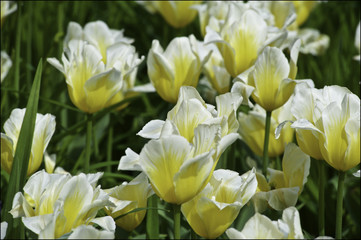 Fototapeta premium Tulip festival in St. Petersburg