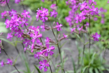 Silene yunnanensis called as campion with smal beuriful purple flowers with sticky stem