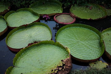 Victoria waterlily in pool