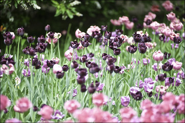 Fototapeta premium Tulip festival in St. Petersburg