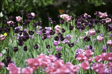 Tulip festival in St. Petersburg