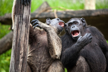 Chimpanzee portrait in natural habitat