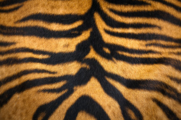 Close up tiger skin texture background. © apple2499