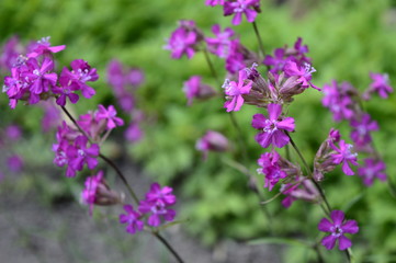 Silene yunnanensis called as campion with smal beuriful purple flowers with sticky stem