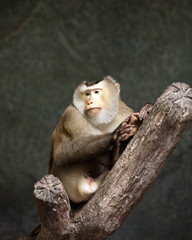 Macaca nemestrina,Pig-tailed macaque, Monkey stand on branch.