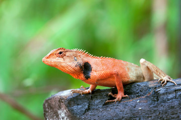 Oriental garden lizard