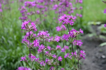Silene yunnanensis called as campion with smal beuriful purple flowers with sticky stem