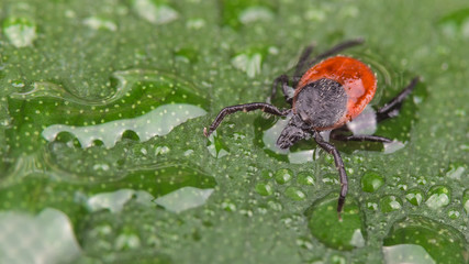 Wet deer tick on green leaf with water drops. Ixodes ricinus. Dangerous parasite with black legs on the dewy spring plant. Transmitter of infections as encephalitis and Lyme disease.
