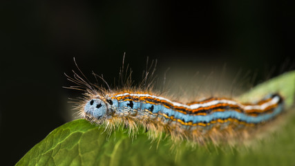 Cute lackey moth caterpillar close-up. Malacosoma neustria. Beautiful hairy larva of insect with colored stripes. Plant pest on a green leaf with black background. Small depth of field.