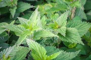 green young leaves of nettle on the background of other plants