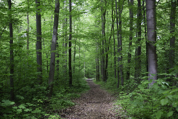 Wald